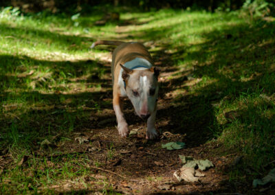 English bull terrier walking a woodland trail