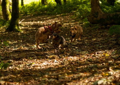three small dogs play in a woodland clearing