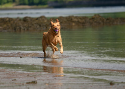 red fox labrador running on rivers edge