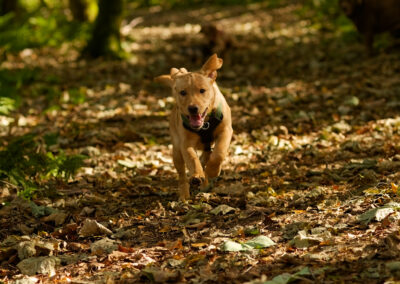 labrador puppy running to camera