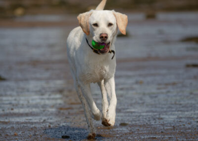 white labrador with ball