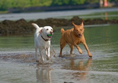 two labradors running on the coast line