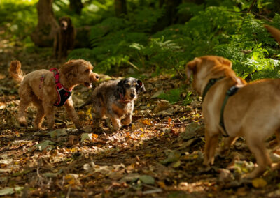 three small dogs play on a leaf covered wood