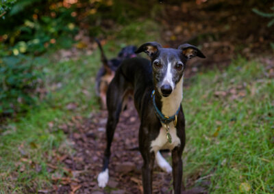 black and white whippet
