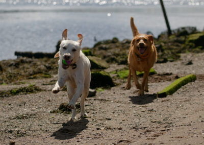 two labradors running on beach