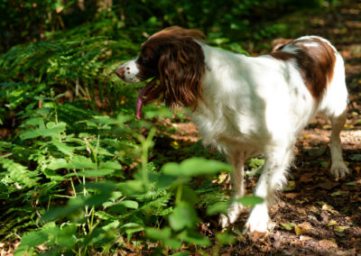 springer spaniel in woods