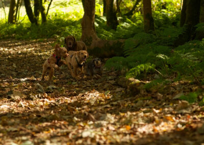 4 dogs play in a wood