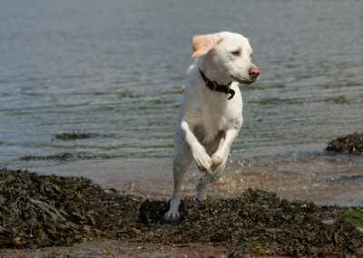 White labrador running