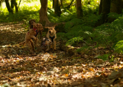 dog walking in finlaystone