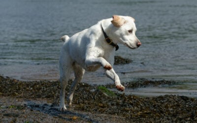 white labrador action shot