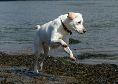 white labrador action shot