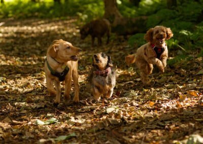dogs playing in a woodland clearing