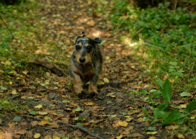 small dachshund running