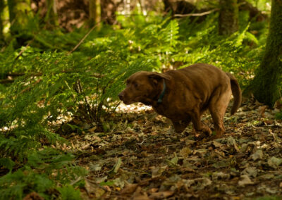 chocolate labrador doing zoomies