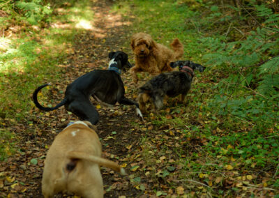 whippet, cockapoo and dachshund playing