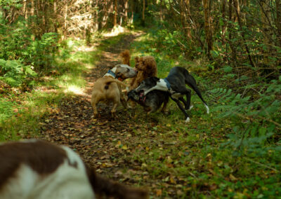 dogs playing in the woods