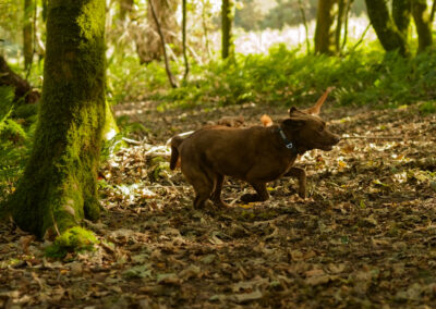 chocolate labrador running in a woodland