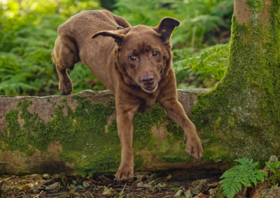 out of focus pic of a labrador jumping over a branch