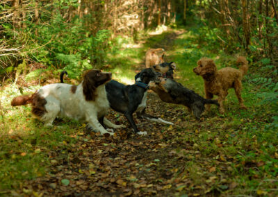pack of dogs playing