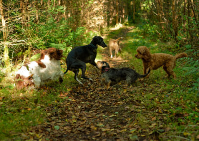 pack of dogs playing