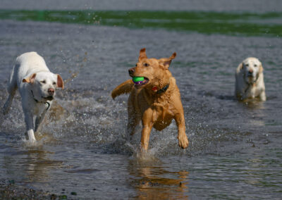 three labradors in the water