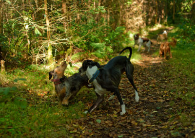 dachshund and whippet playing
