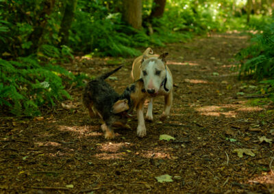 dachsund playing with an english bull terrier