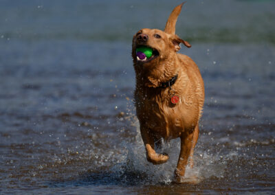 Red fox labrador running through water with a ball in it's mouth