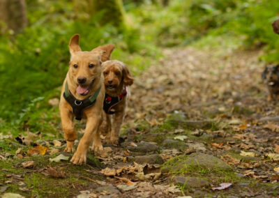 labrador puppy being chased by a cockapoo