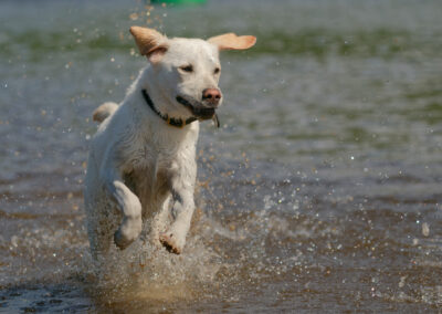 white labrador portrait