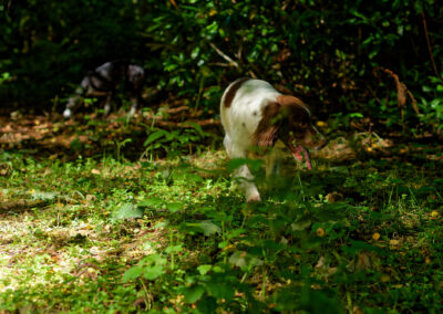 springer spaniel among vegetation