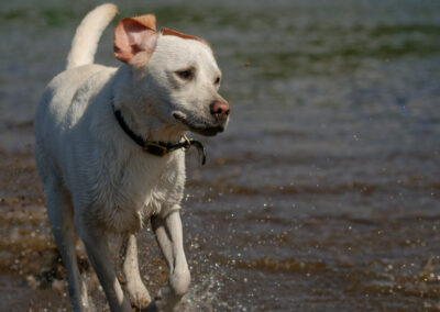 white labrador portrait