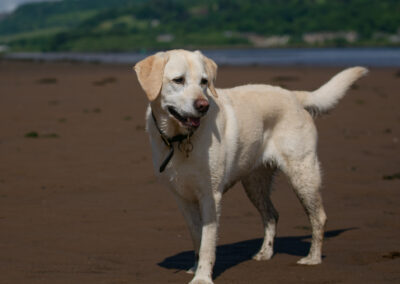 very pale yellow labrador on the beach