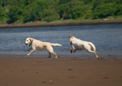 two very pale yellow labradors running on the beach