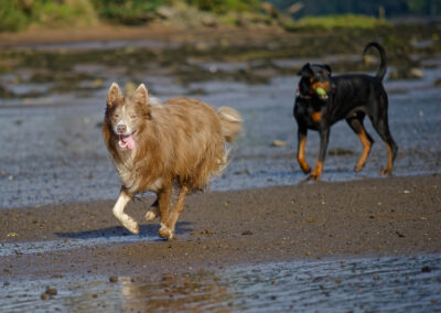two dogs on a wet beach