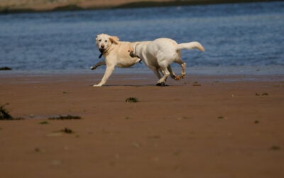 two yellow labradors running in a beach