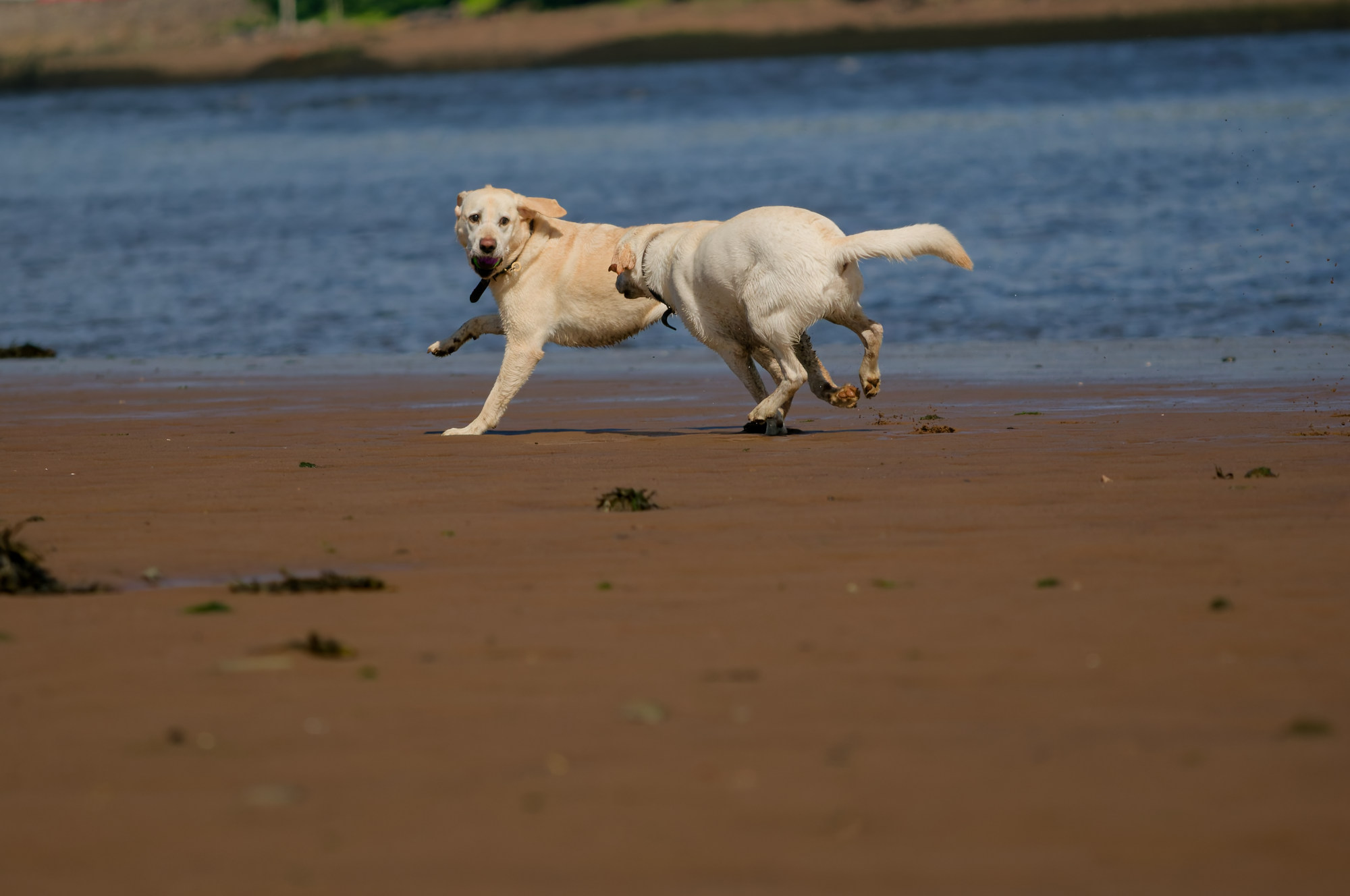 two labradors two yellow labradors running in a beach