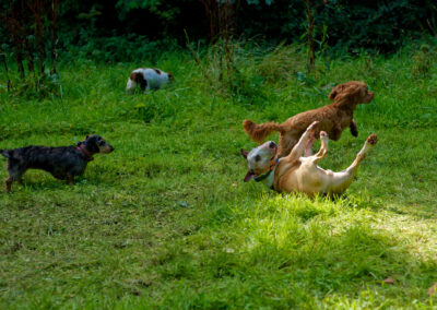 Dogs play on a section of open grass