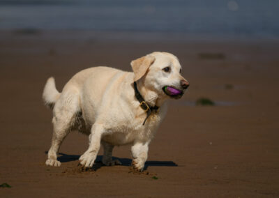 Pale yellow labrador with ball