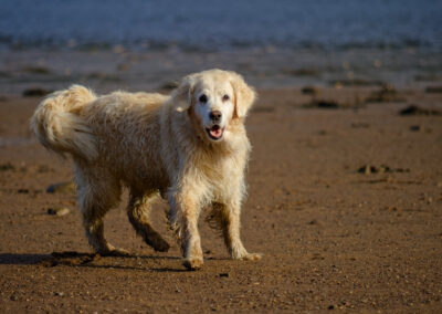 golden retriever on the beach