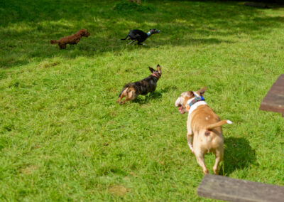 dogs chasing a whippet