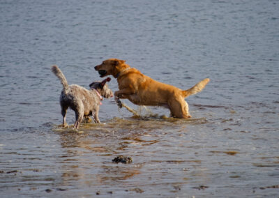 two dogs in a river with ball