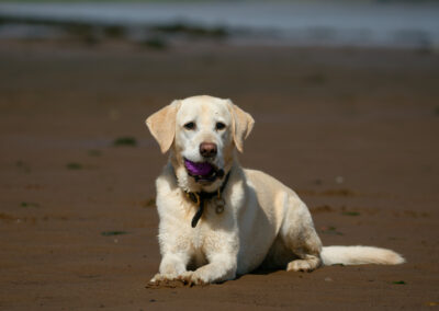 Yellow labrador lying on the beach with a ball in it's mouth