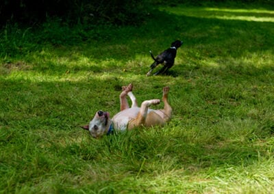 english bull terrier rolling on the grass
