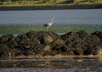 a heron on rocks on a beach