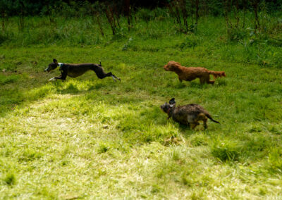 dogs chasing a whippet