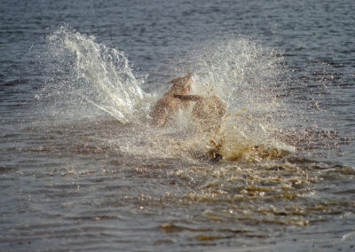 dogs crashing into water