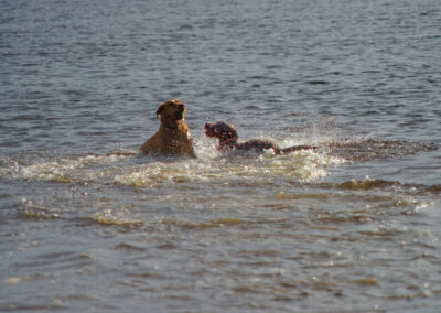 labrador and labradoodle in a river