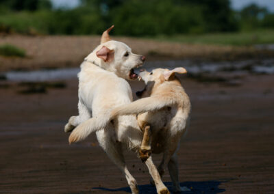two white labradors play fighting