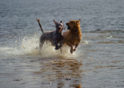 two happy dogs running in a river